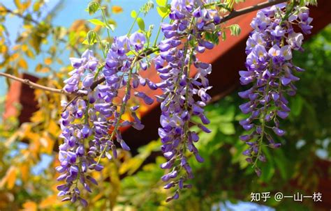 藤本莖植物有哪些|常用的十種藤本植物，打造美美的植物空間